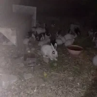 فروش خرگوش سالم وسرحال|موش و خرگوش|سیمینه, |دیوار