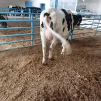 تلیسه آبستن|حیوانات مزرعه|لنجان, |دیوار