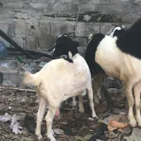 بز قیمت مناسب عسلویه