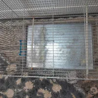 قفس پرنده|لوازم جانبی حیوانات|تهران, تختی|دیوار