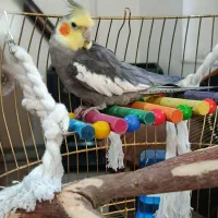 عروس هلندی نر