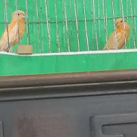 جوجه قناری سرخ