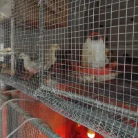 جوجه مرغ ۱روزه و ۱۵و۳۰روزه|حیوانات مزرعه|نگین شهر, |دیوار