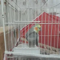 طوطی عروس جفت