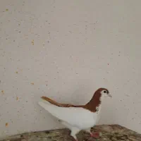 چپ زرد|پرنده|سبزوار, علمدار|دیوار