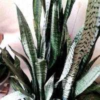 گل های آپارتمانی وکاکتوس های زیبا بفروش میرسد|گل و گیاه طبیعی|زرقان, |دیوار