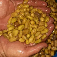 فروش زیتون ماری و گوشتی|خوردنی و آشامیدنی|رشت, توشیبا|دیوار