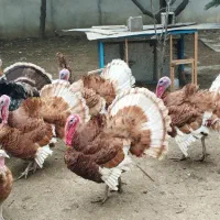 فروش بوقلمون برنز نر