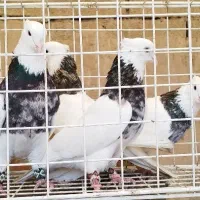 کبوتر طوقی هفترنگ دوری درجه1