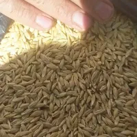 جو آبی|خدمات باغبانی و درختکاری|خرم‌آباد, |دیوار