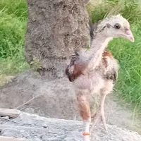 جوجه لاری ومحلی