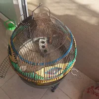 قفس سهره خاکی (طرقه)|لوازم جانبی حیوانات|شیراز, شهرک فرزانگان|دیوار