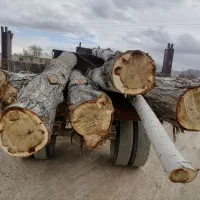 خرید انواع چوب صنوبر کبود ونو تیرخشک وچوب باغی