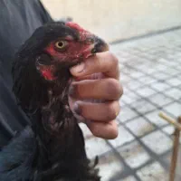 مرغ لاری اصیل