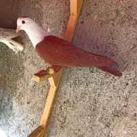 کبوترعطیقه