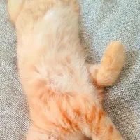 بچه گربه|گربه|یزد, |دیوار