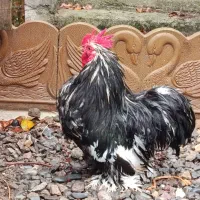 خروس کوشین نژاد دار