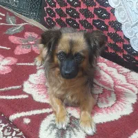 لوسی بسیار بازیگوش یکساله قیمت ناز