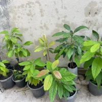 فروش انواع نهال آووکادو