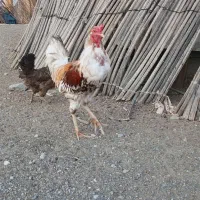 خروس لاری