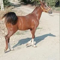 اسب ۲سال ۳ ماه|اسب و تجهیزات اسب‌سواری|اهواز, کوی مهندسان|دیوار