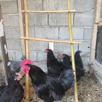 جوجه آمروک و استرالوپ نژاد تخمگذار