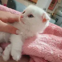 اسکاتیش بیریتیش/۲ماه/ فلد/ با اصالت گرید /خانگی|گربه|فردیس, شهرک ناز|دیوار