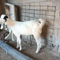 بز افغانی ابستن|حیوانات مزرعه|بندر امام خمینی, |دیوار