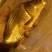 تولید وپخش انواع بچه ماهی /کپور/امور/|ماهی|کاشان, شهدا|دیوار