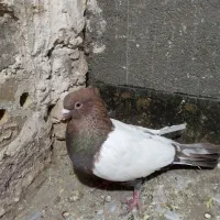 یک عدد سینه سرخ کاردرست|پرنده|تربت جام, مسکن ملی|دیوار