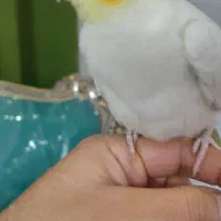 عروس هلندی نر لوتینو  ۶ماه دستی