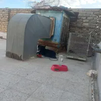 سگ آرام بی سرصدا|سگ|خمینی‌شهر, |دیوار