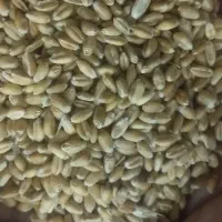 گندم آبی حیدری