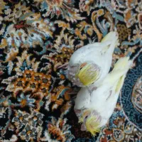 عروسی هلندی