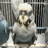 مرغ عشق انگلیسی ماده گرید A