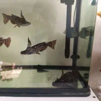 ماهی کت چوبی 6عدد|ماهی|اندیشه, اندیشه فاز ۴|دیوار