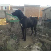 ماده سرابی اصل خوش هیکل و قد بلند|سگ|بیله سوار, |دیوار