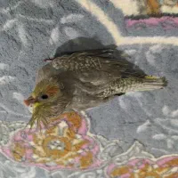 جوجه عروس سرلاکی