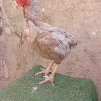 خروس تخم لاری اوشامو|حیوانات مزرعه|تهران, شهرک دریا|دیوار