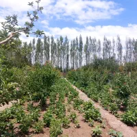 یک قطعه باغ میوه زرد آلو|فروش خانه و ویلا|سلماس, |دیوار