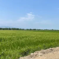 فروش ۳۱۰۰ متری بیجار (زمین کشاورزی)مهویزان