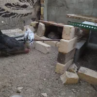 دوتک|حیوانات مزرعه|خمینیشهر, |دیوار