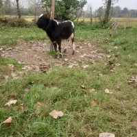 گاو لیشه|حیوانات مزرعه|آستانه اشرفیه, |دیوار