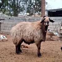 گوسفند قوچ آسک