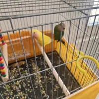 طوطی برزیلی