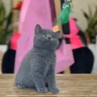 گربه بریتیش