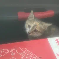 بچه گربه بی سرپرست