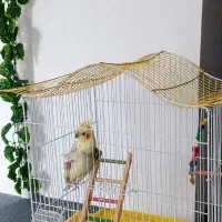 عروس هلندی نر دستی + قفس و تمام لوازم