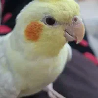عروس هلندی نر
