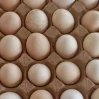 تخم مرغ نطفه دار همه نژاد بوقلمون قوقاز|حیوانات مزرعه|تبریز, |دیوار
